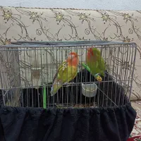 طوطی برزیلی|پرنده|اندیمشک, |دیوار