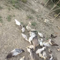 اردک اسرائیلی به فروش می‌رسد