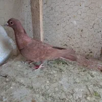 سرخ کرمونی|پرنده|تربت‌حیدریه, مسجد جامع|دیوار