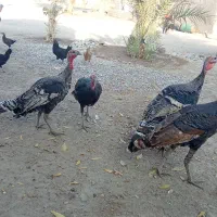 بوقلمو|حیوانات مزرعه|جیرفت, |دیوار