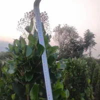 گل . یاس هلندی قیچی خورده زمینی|گل و گیاه طبیعی|شیرود, |دیوار