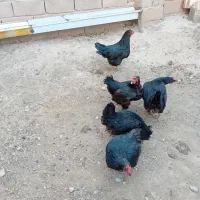 مرغ تخمی