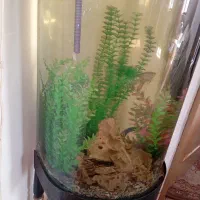 اکواریوم سایز بزرگ پایه فلز|ماهی|سیرجان, |دیوار