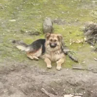 توله ژرمن 4ماه