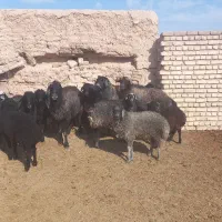 سه قوچ به فروش میرسد|حیوانات مزرعه|ساروق, |دیوار