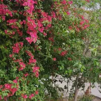 بهترین-لوکیشن-زمین-های-خرم-آباد-گلبهار