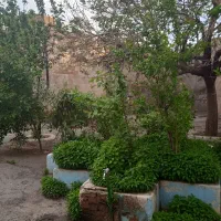 تمیز کردن شاخه درخت ها در مراغه