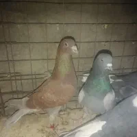 کفتر یا کبوتر|پرنده|یزد, |دیوار