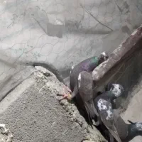 کبوتر دورگ مگسی|پرنده|ایرانشهر, |دیوار