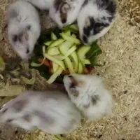 همستر  فقط ۵۰ هزار تومان|موش و خرگوش|اصفهان, مهدی آباد|دیوار