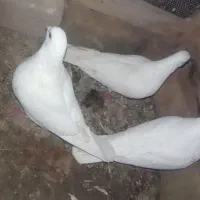 سفید آلمانی|پرنده|سراوان, |دیوار