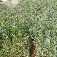 اکالیپتوس تک و عمده|خدمات باغبانی و درختکاری|شوشتر, |دیوار