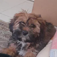 واگذاری سگ پودل شیتزو