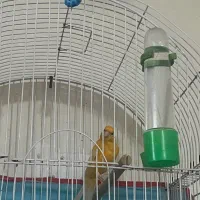 فروش یا تعویض یک جفت قناری نر و ماده خوشرنگ|پرنده|بندرعباس, |دیوار