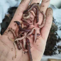 کرم خاکی قرمز طعمه ماهیگیری