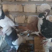 کبوتر