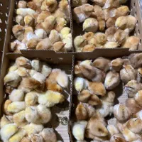 جوجه جهادی محلی لوهمن خالدار|حیوانات مزرعه|بیرجند, |دیوار