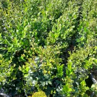 فروش یاس گلدان 10 و 12