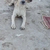 جی واوا پا کوتاه|سگ|خرمشهر, |دیوار