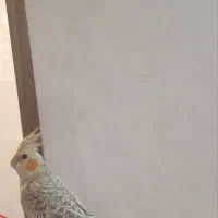 عروس هلندی ماده مرواریدی