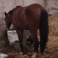 کره اسب مادیون