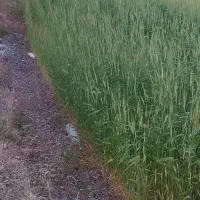 زمین کشاورزی مزرعه|فروش دفتر صنعتی، کشاورزی، تجاری|خرقان, |دیوار