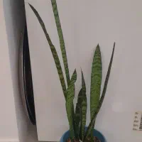 دو عدد گل همراه گلدان|گل و گیاه طبیعی|محمودآباد, |دیوار