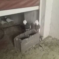 کبوتر دزدیده شد|حیوانات|یاسوج, |دیوار