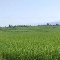 اجاره ۴۰ هکتار زمین کشاورزی برای کشت گندم و جو