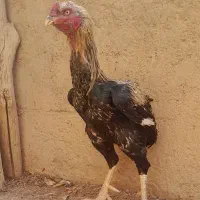 خروس لاری اصیل
