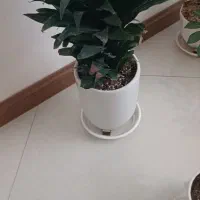 برگ انجیری سر حال