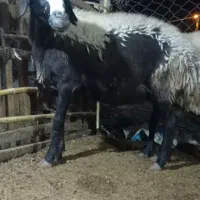 گوسفند|حیوانات مزرعه|مزرعه کتول, |دیوار