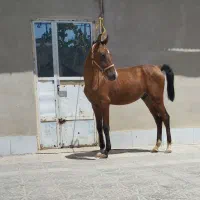 کره نریان|اسب و تجهیزات اسبسواری|ملایر, |دیوار