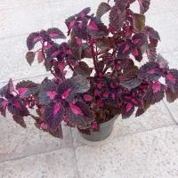 ۶تا گل حسن یوسف خوشگل در حال رشد بفروش میرسد|گل و گیاه طبیعی|قدس, شهر‌قدس|دیوار