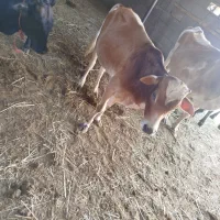 گاو نر