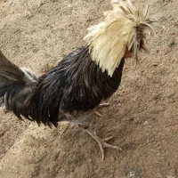 معاوضه خروس زینتی سلطان  رنگ بی نظیر با خروس گلین