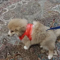 سگ میکس پامر خرسی و شی هوا هوا|سگ|اصفهان, ملکشهر|دیوار