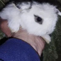 بچه خرگوش لپ هلندی|موش و خرگوش|پاوه, |دیوار