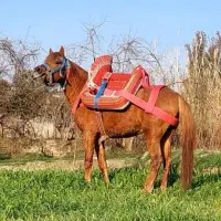 اسب یورقه|اسب و تجهیزات اسب‌سواری|گرگان, |دیوار