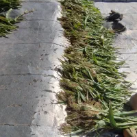 مقداری جارو سوپرگه آماده