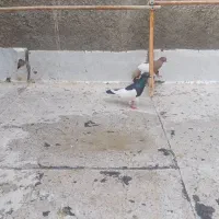 کبوتر|پرنده|قنوات, |دیوار