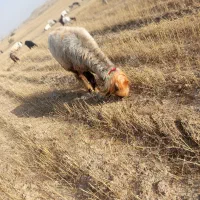 قوچ داشتی بختیاری