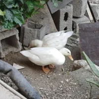 ۲‌عدد‌اردک