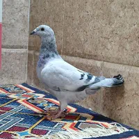 سرگرمی و فراغت|پرنده|زرین دشت (فارس), |دیوار