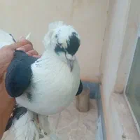 کبوتر