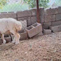 بره ماده