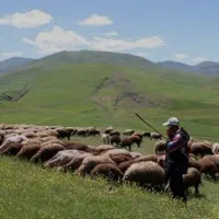 چوپانی و چرای گوسفندان