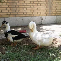 تخم اردک خوراکی و نطفه دار