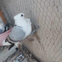 کبوتر دو بال آبی معاوضه با کبوتر|پرنده|گنبد کاووس, |دیوار