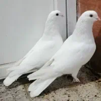 جفت کبوتر سفید نوک موش نر و ماده مولد